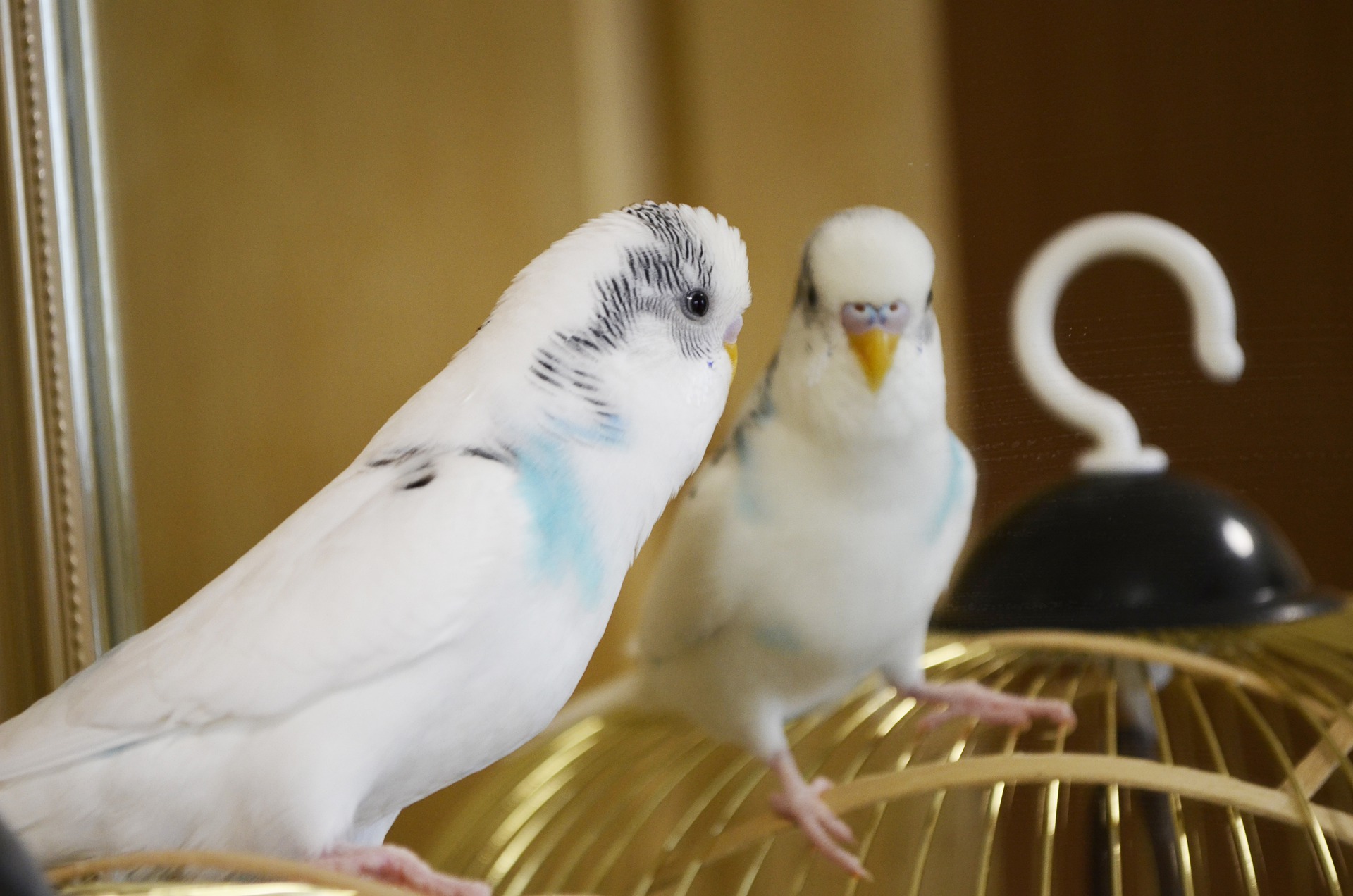 Il nome del pappagallino ondulato deriva dal caratteristico disegno dietro le orecchie del pappagallo. Questi motivi assomigliano alle onde e si diffondono dolcemente.