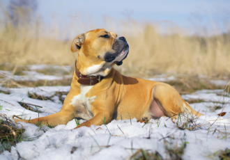 Perro dogo mallorquín nella neve.