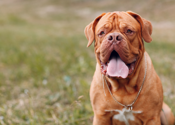 Dogue de Bordeaux rosso.