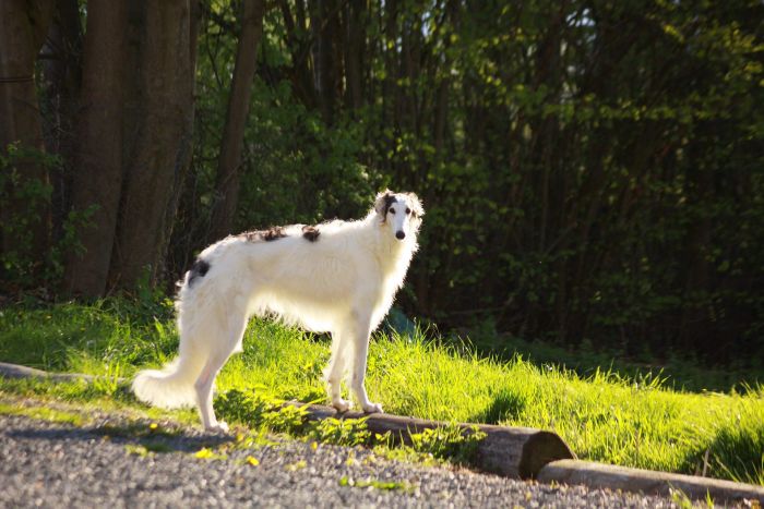 Borzoi dal mantello bianco e nero, con pelo lungo e fluente