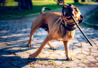 Perro dogo mallorquín