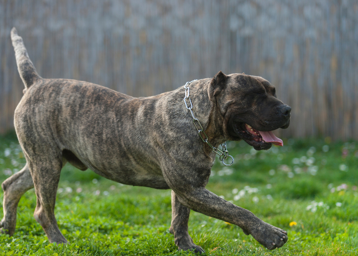 Dogo canario tigrato.