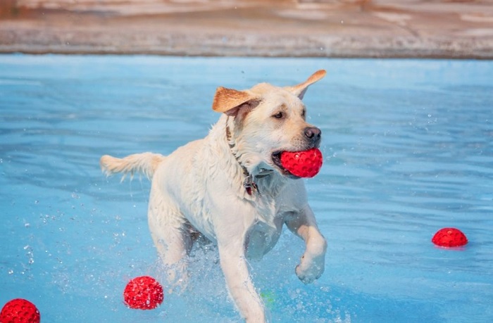 Labrador recupera una palla in piscina.