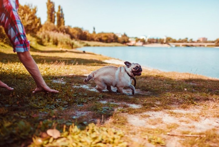 Giocare con un cane al lago in estate.