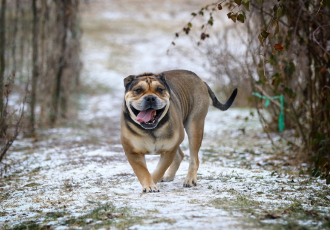 Perro dogo mallorquín