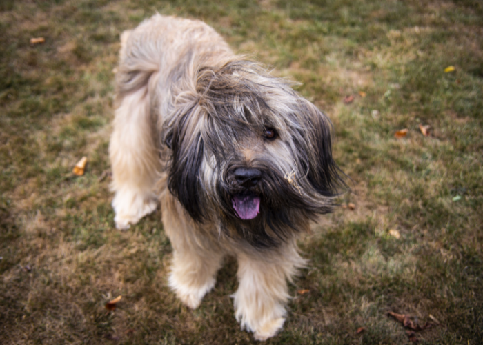 Cane da pastore catalano adulto.