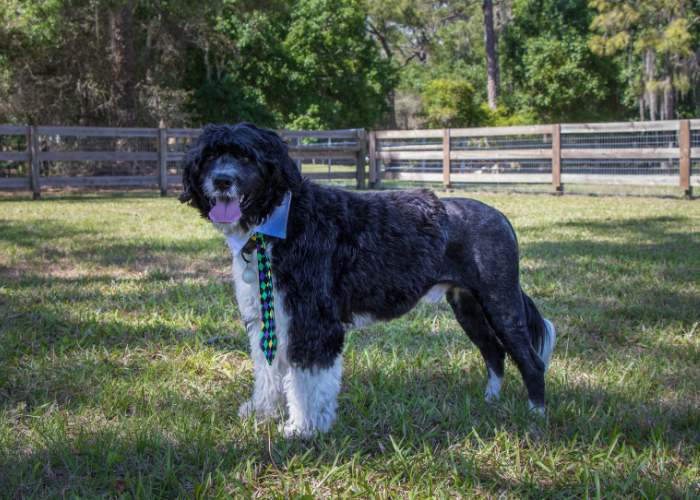 Toelettatura per cani da acqua portoghesi.