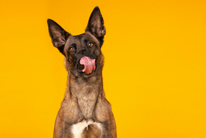 Il pastore belga Malinois si lecca le labbra.