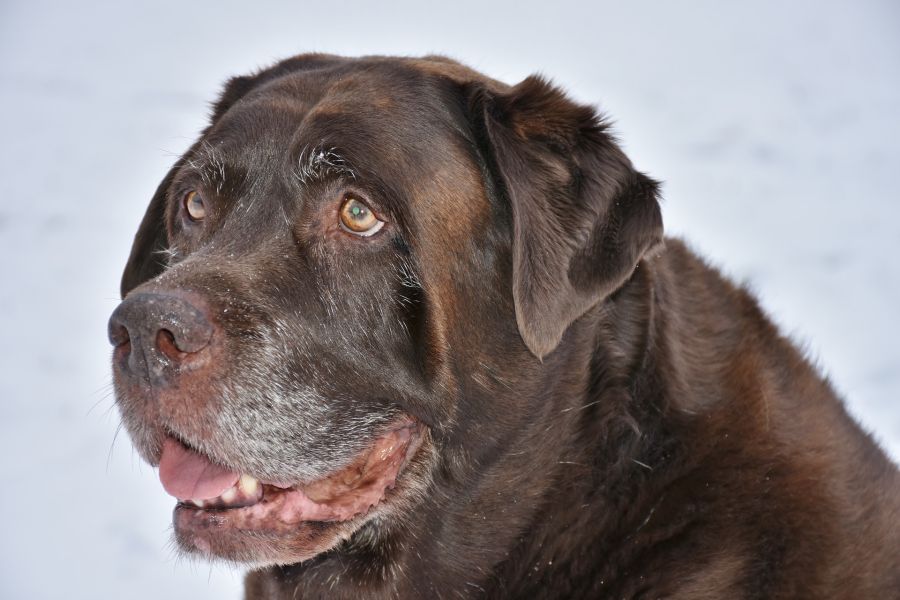 Cane anziano