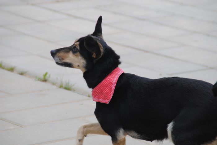 Cane con una bandana.