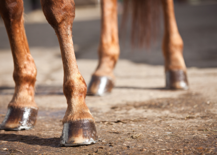 Gambe di un cavallo.