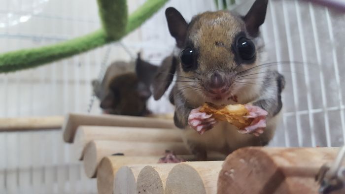 Scoiattolo volante mangia in una gabbia
