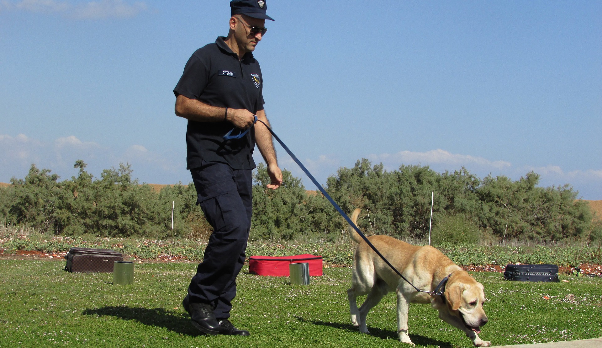 Un cane poliziotto viene addestrato in attività specifiche fin dalla tenera età. Alcune razze, come il pastore tedesco, sono predisposte al lavoro nei servizi.
