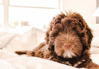 Cucciolo di cane da acqua portoghese marrone.