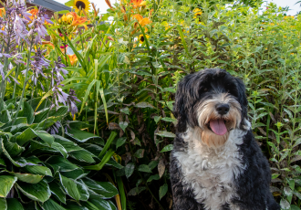 Cane da acqua portoghese in bianco e nero.
