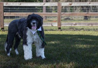 Un cane da acqua portoghese con la criniera di leone.