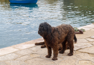 Cani da acqua portoghesi neri.