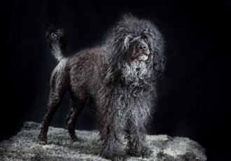 Cane da acqua portoghese nero.