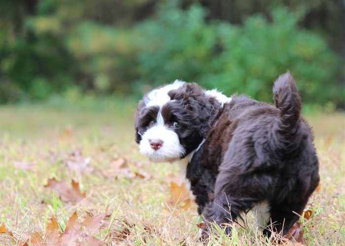 Cucciolo di cane da acqua portoghese.