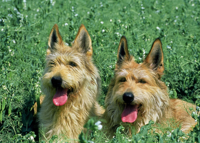 I cani da pastore di Piccardia si trovano sull'erba.