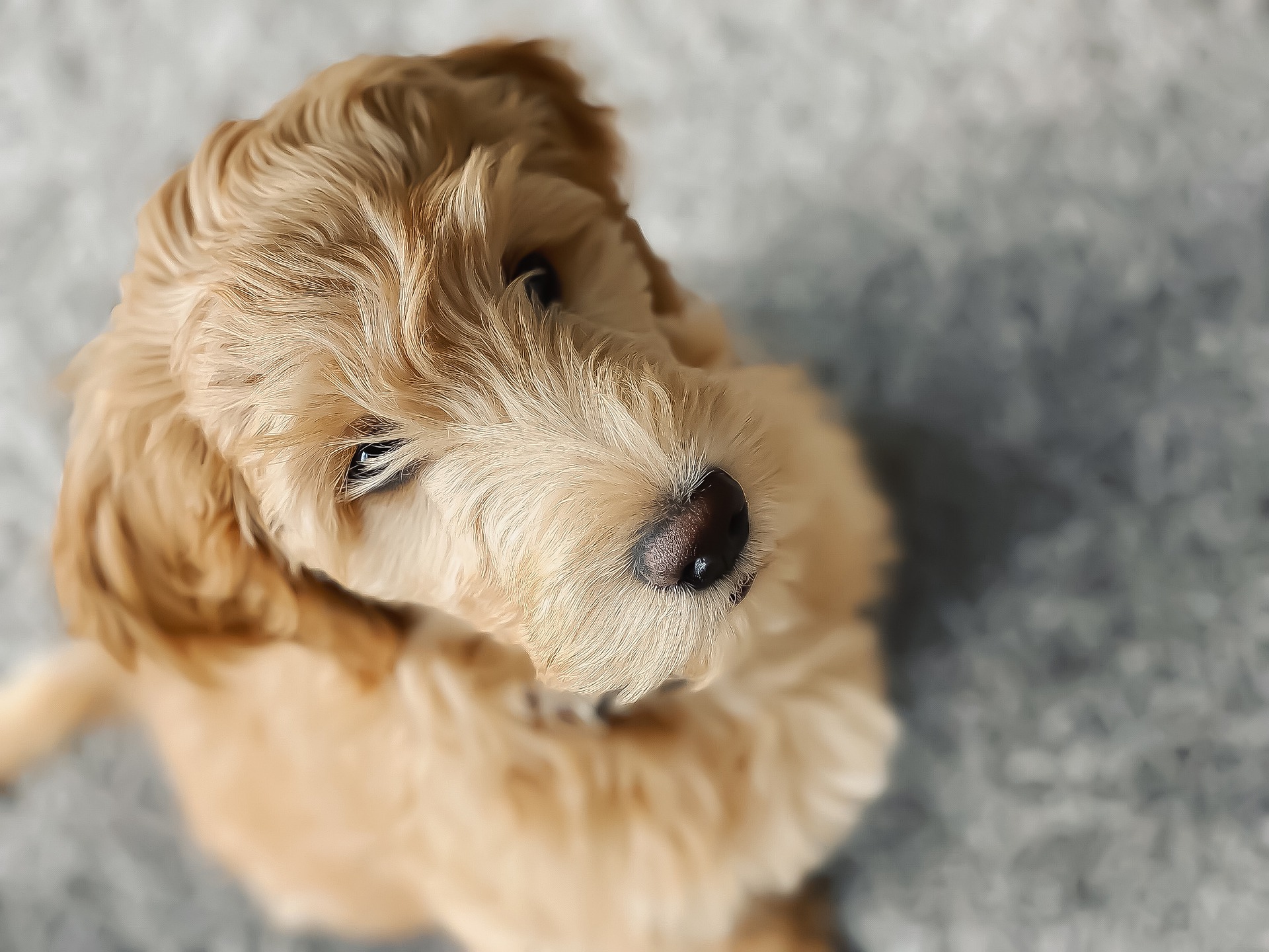 Il viso del Goldendoodle ricorda un orsacchiotto, con il naso e gli occhi neri su uno sfondo di pelo riccio. L'aspetto dolce del Goldendoodle è un suo pregio, ma allo stesso tempo crea non pochi problemi - ricordiamo che è pur sempre un cane e ha bisogni tipici della specie - non è una mascotte.