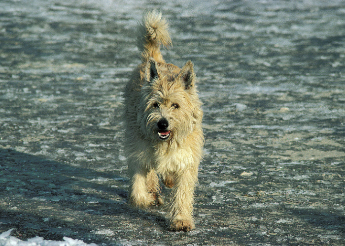 Il pastore di Piccardia corre.