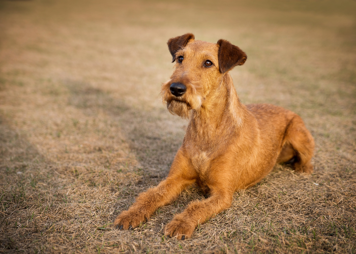 Terrier irlandese seduto