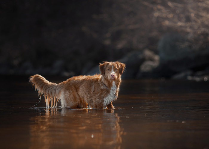 Retriever della Nuova Scozia nell'acqua.