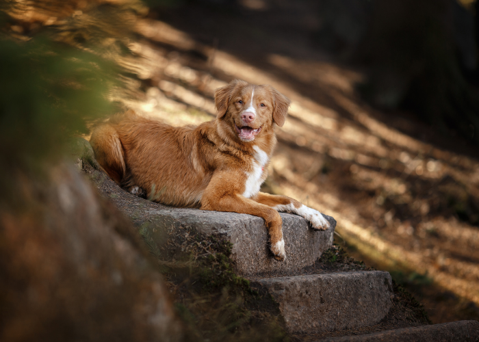 Nova Scotia Duck Tolling Retriever.
