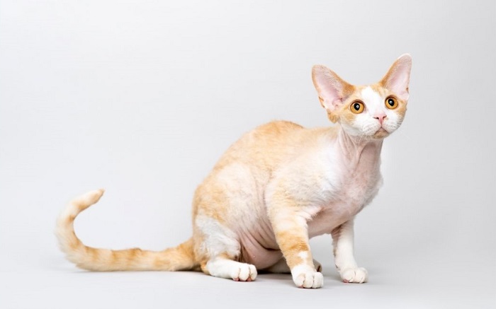Devon rex con un mantello bianco e rosso.