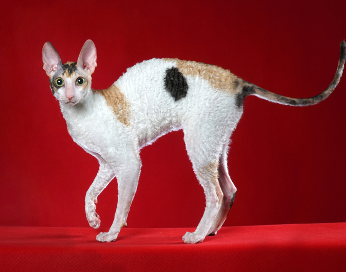 Un gatto cormish rex tricolore.