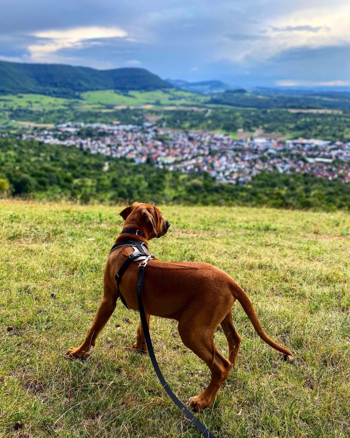 Rhodesian in un paesaggio montano