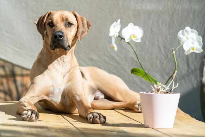 Rhodesian ridgeback - descrizione della razza e carattere del Rhodesian ...