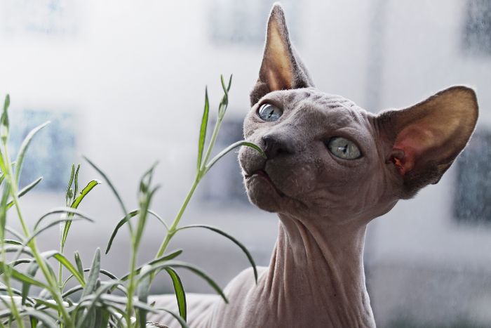 Uno sphynx annusa una pianta.