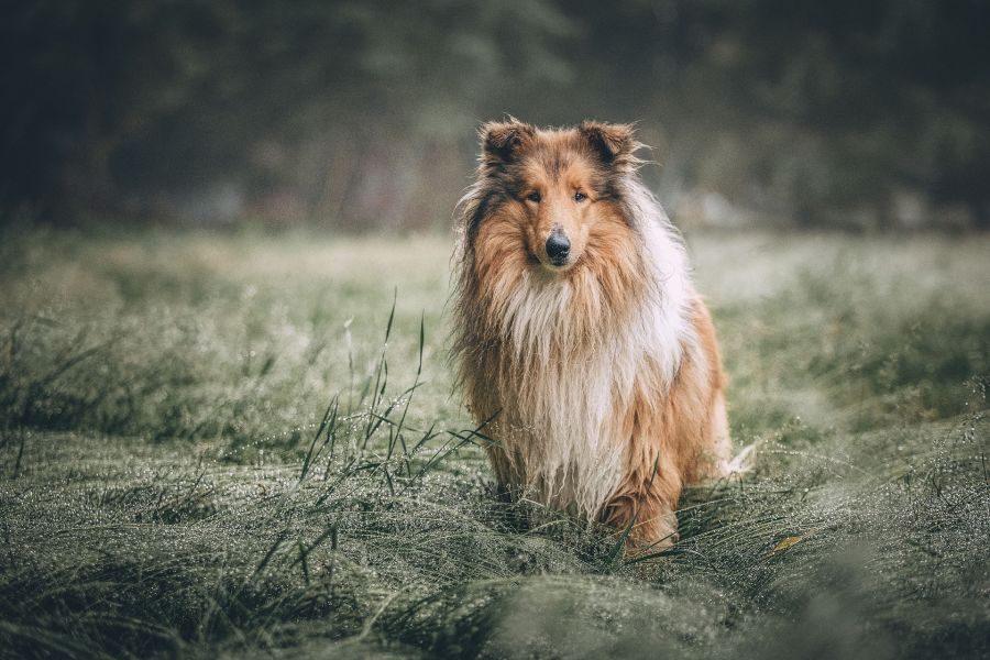 Un collie scuro con una grande gorgiera e una pelliccia impressionante.