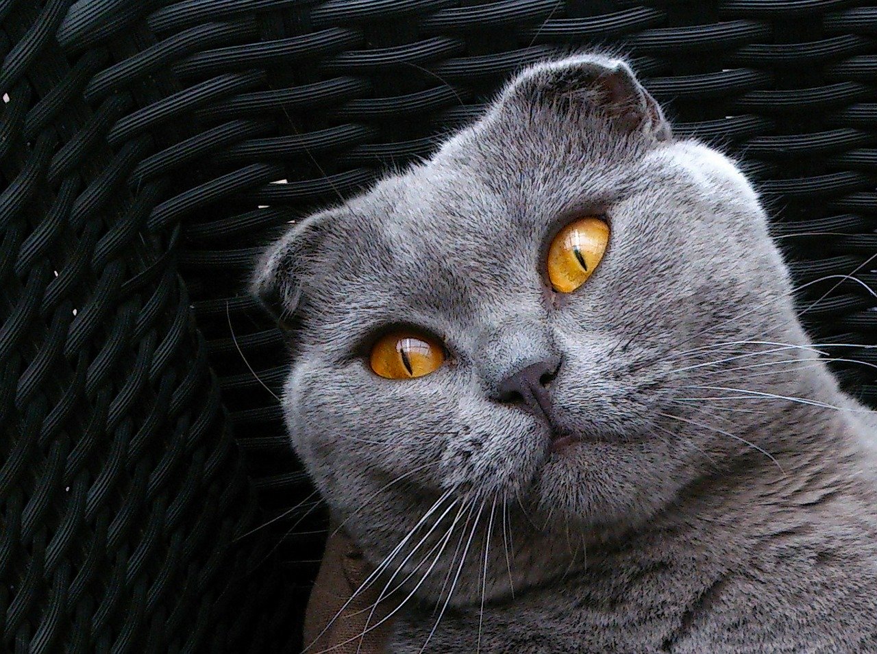 Lo Scottish Fold si affeziona rapidamente ai membri della famiglia.