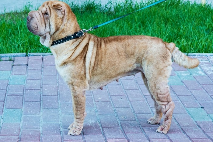 Sagoma di Shar Pei