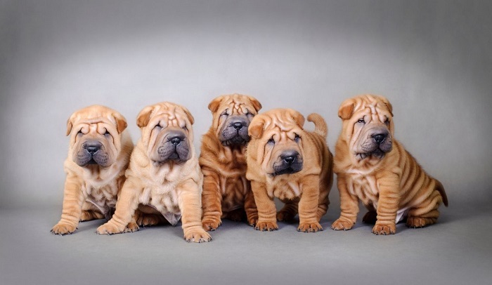 Cuccioli di shar pei.