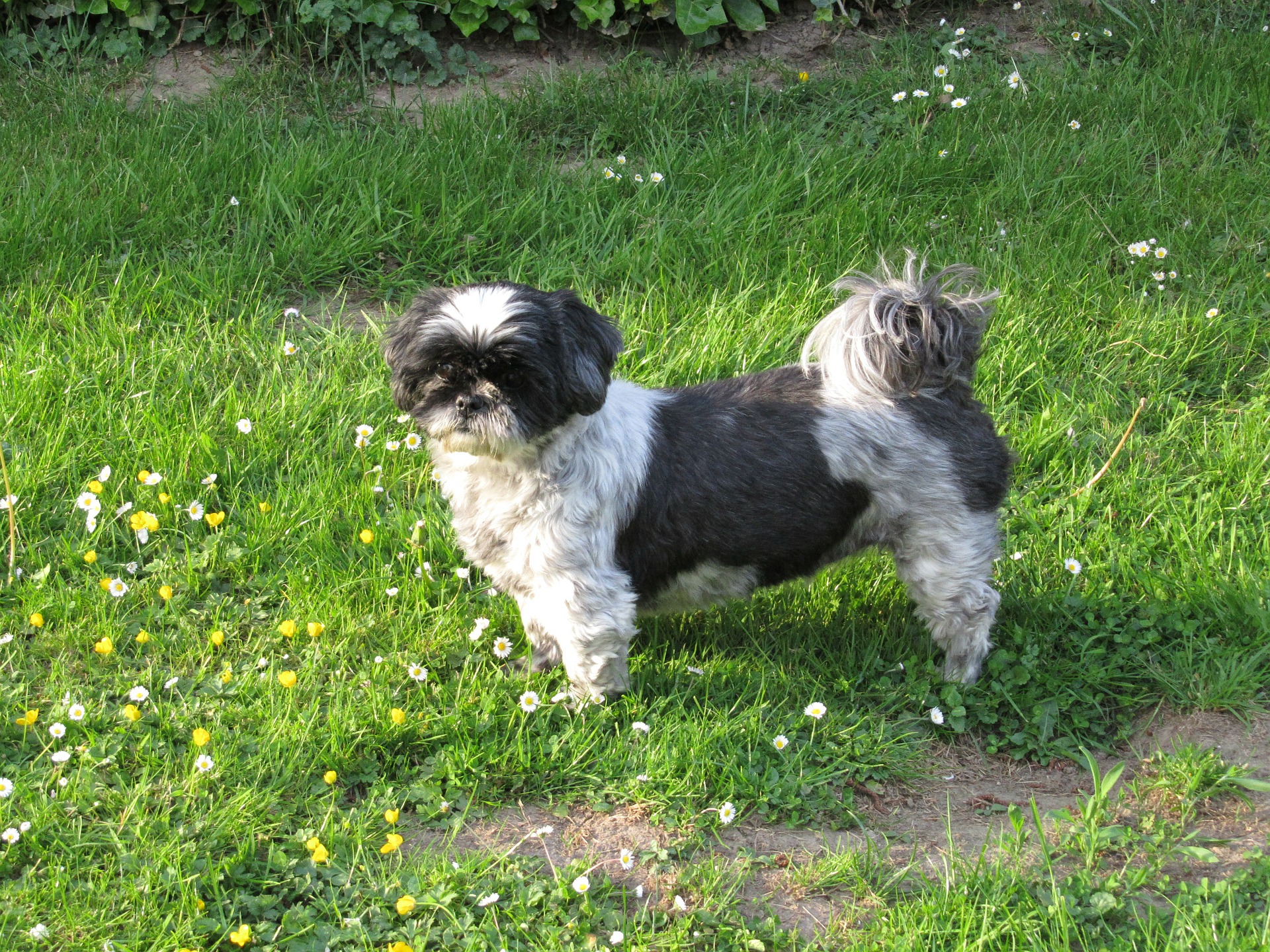 Gli Shih Tzu sono piccole razze di cani dal pelo lungo e folto. A causa della struttura del cranio, sono soggetti alla formazione di tartaro, a problemi ai dotti lacrimali e a difficoltà respiratorie.