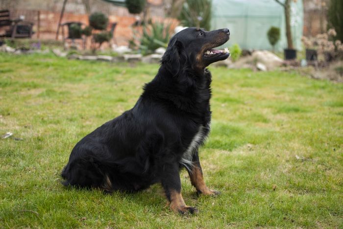 I cani di taglia grande sono a rischio di torsione gastrica.