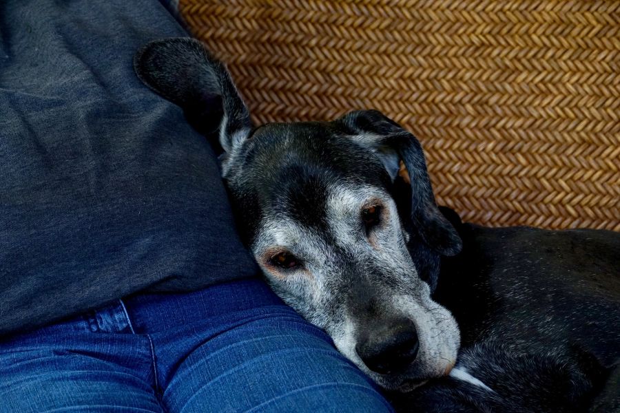 Un cane grigio accoccolato al suo proprietario.