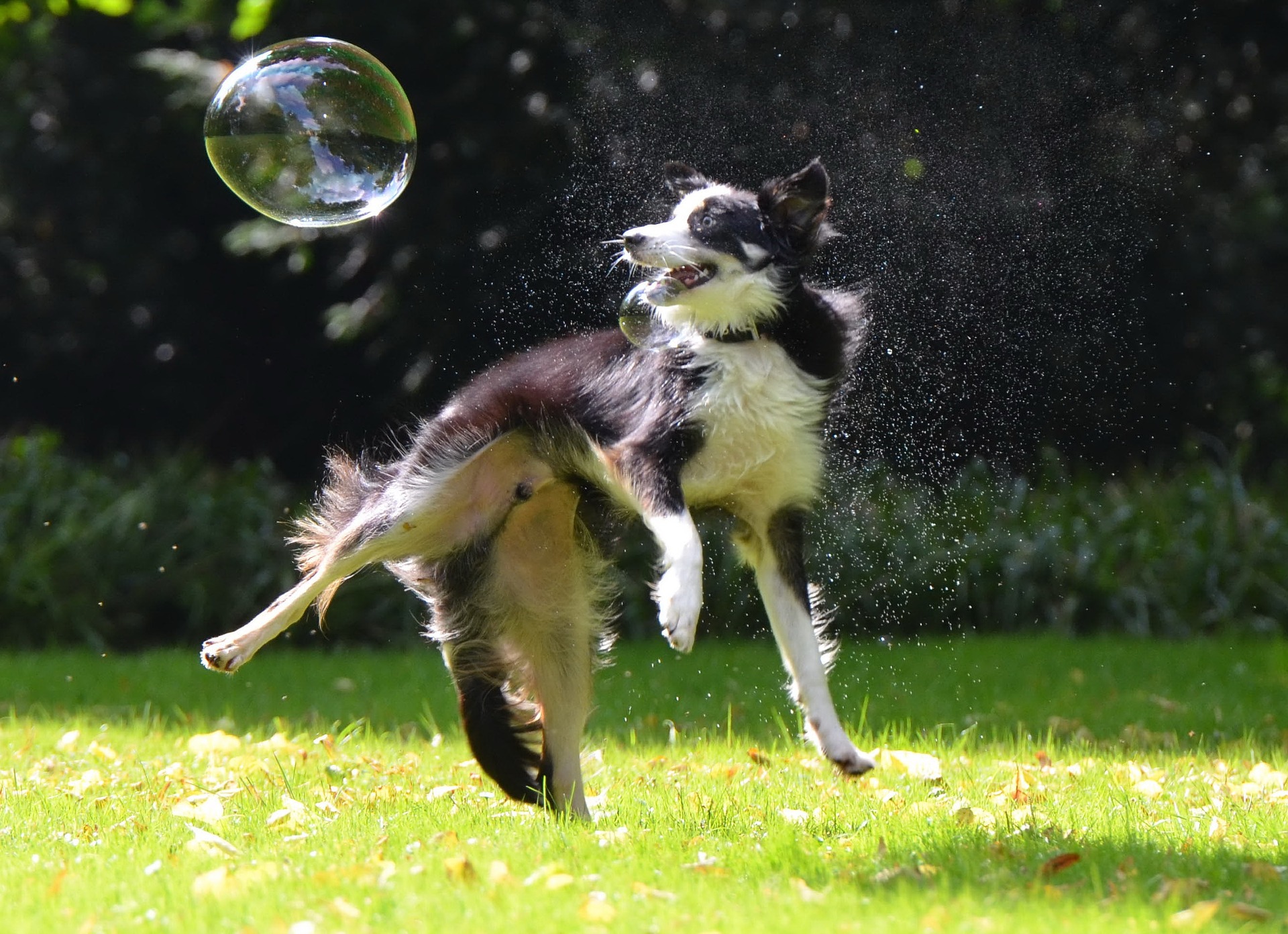 I border collie sono cani esigenti e senza un'adeguata attivazione possono mostrare comportamenti distruttivi e persino depressivi.