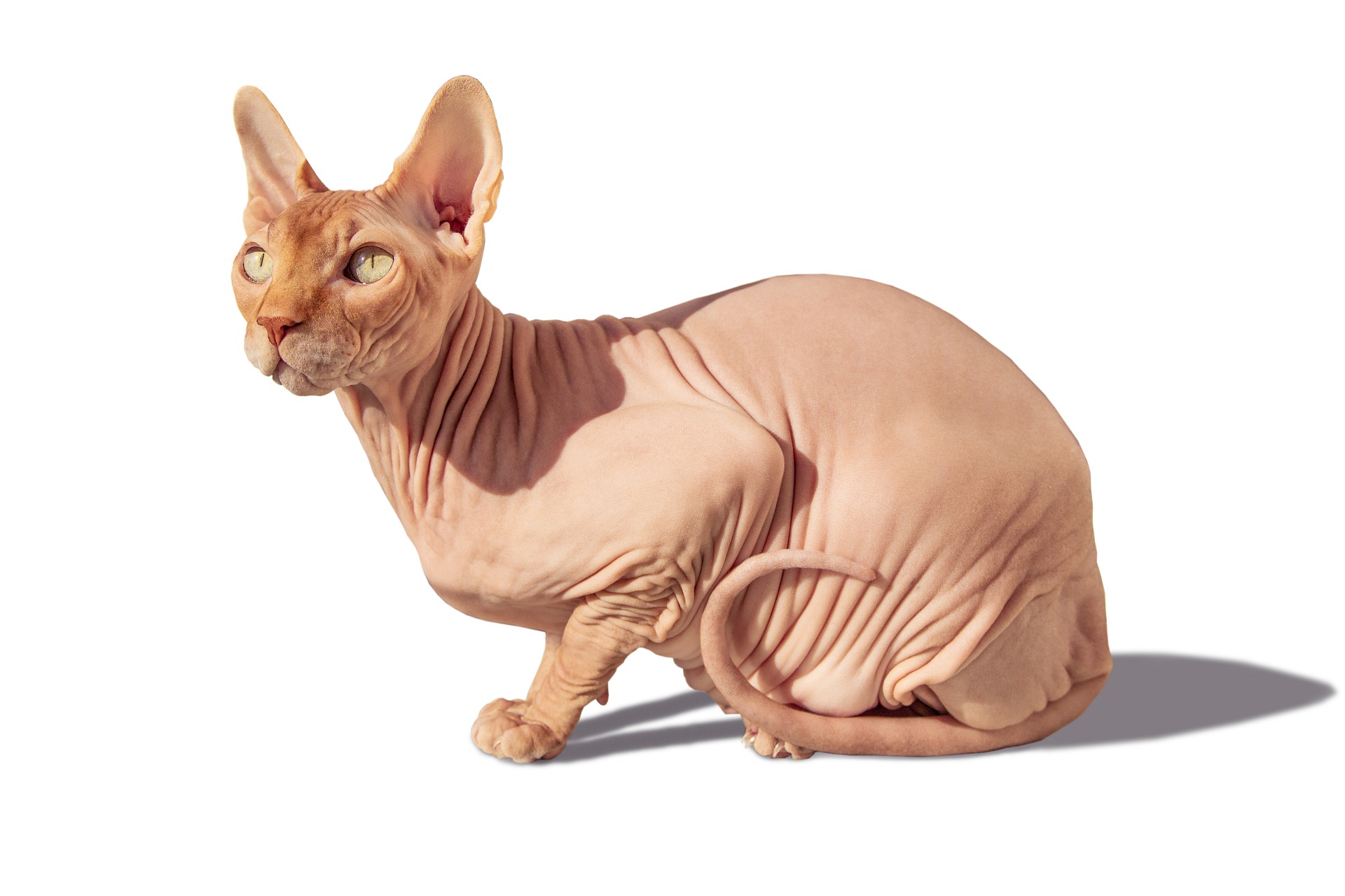 Gli Sphynx non hanno peli, i loro baffi sono accorciati e spesso contorti e sul corpo è consentita una piccola quantità di lanugine, attorno alle orecchie, alle zampe e al muso.