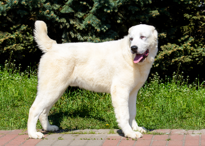 Cane da pastore bianco dell'Asia centrale.