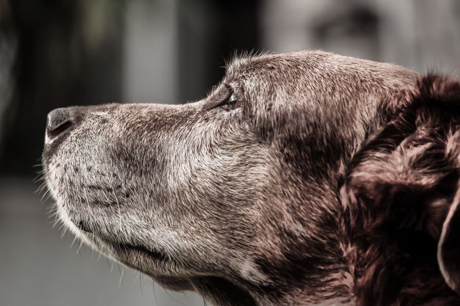 Un cane anziano con il pelo grigio sul muso.