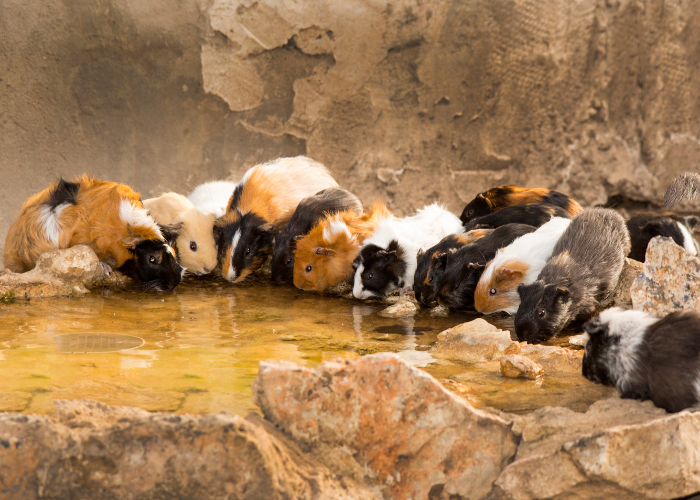 I porcellini d'India sono animali gregari e socievoli.