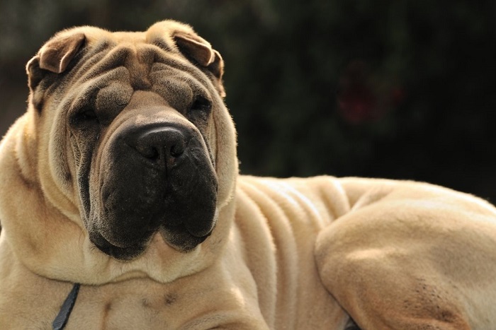Shar pei con forti pieghe della pelle.