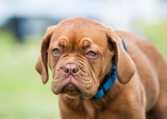 Cucciolo di Dogue de Bordeaux.