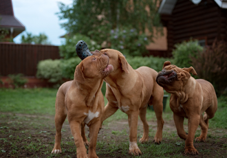 Cuccioli di Dogue de Bordeaux.