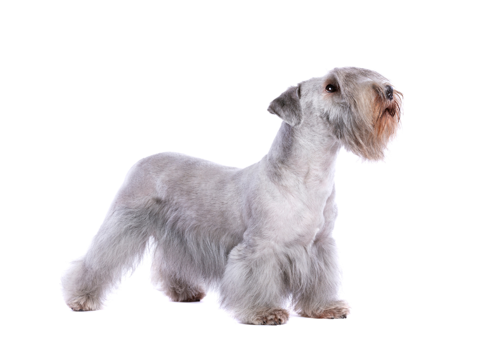 Terrier grigio boemo.